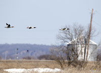 Common Mergansers 0503